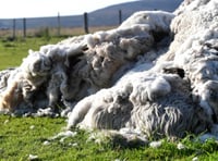 Positive outlook for wool in 2022