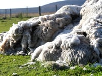 Positive outlook for wool in 2022