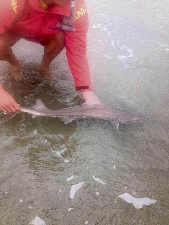 Lifeguards to the rescue — of a stranded shark budetoday.co.uk