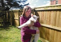 Looking after lambs ‘helps to build the children’s confidence’