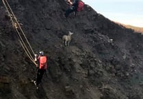 Lamb rescued from cliff