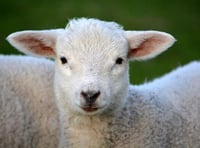 Lamb left stranded on cliffs after being chased by dog shot by farmer