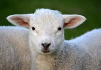 Lamb left stranded on cliffs after being chased by dog shot by farmer