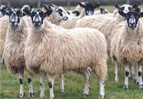 Police investigate Sourton sheep theft