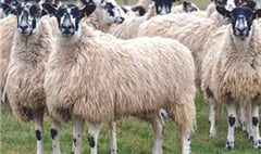 Police investigate Sourton sheep theft