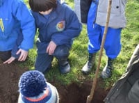 Tintagel primary eager to care for new fruit trees