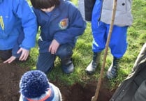 Tintagel primary eager to care for new fruit trees