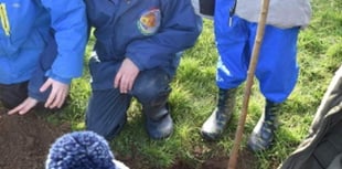 Tintagel primary eager to care for new fruit trees