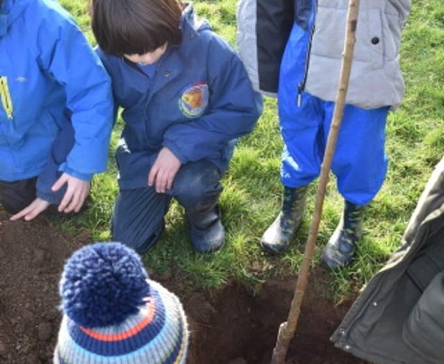 Tintagel primary eager to care for new fruit trees