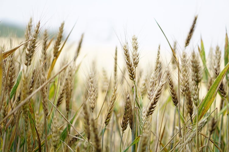 Government food strategy’s drive to boost food production and back British farmers