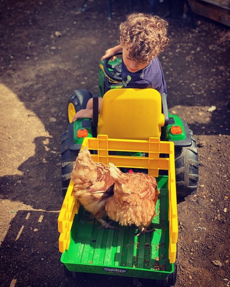 The British Hen Welfare Trust is looking for volunteer drivers.jpeg