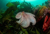 Octopus numbers boom in Cornwall