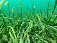Huge seagrass beds in Cornwall may help tackle climate change