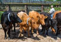 Dartmoor ponies and cows given reflective neckbands 