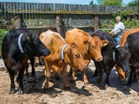 Dartmoor ponies and cows given reflective neckbands 