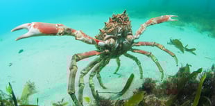 Increase in spider crab gatherings along Cornwall’s coast this summer