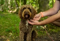 Forest rangers call on responsible dog owners after spate of incidents