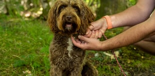 Forest rangers call on responsible dog owners after spate of incidents