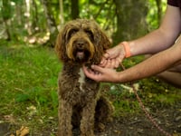 Forest rangers call on responsible dog owners after spate of incidents