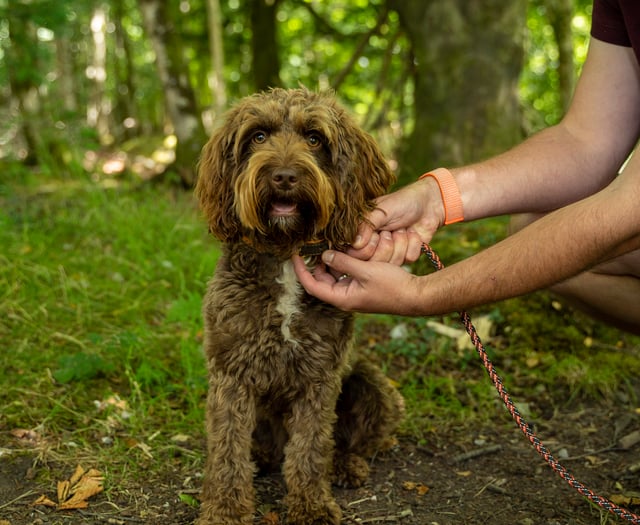 Forest rangers call on responsible dog owners after spate of incidents