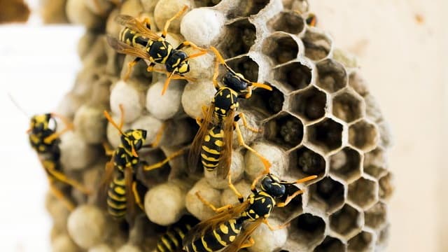 Homeowners warned about tackling wasp nests | bude-today.co.uk