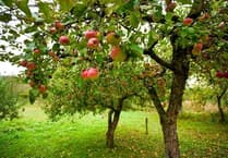 Padlock removed to Camelford community orchard after resident concern