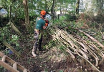 Restoring Devon’s hedges