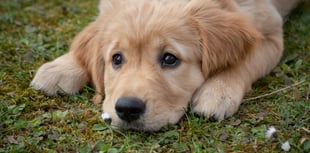 Torridge pet owners can get microchips checked for free