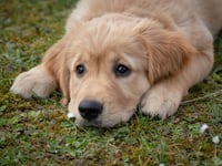 Torridge pet owners can get microchips checked for free