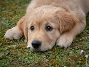 Torridge pet owners can get microchips checked for free