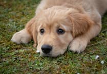 Torridge pet owners can get microchips checked for free