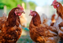 Bird flu: Chief Vet lifts Prevention Zone across the UK
