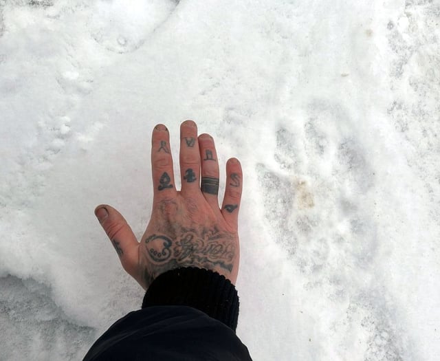 Did dog walkers find evidence of a ‘big cat’ in Wilsey Woods?