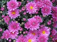 Open Gardens Scheme opens the doors for wildlife inspiration