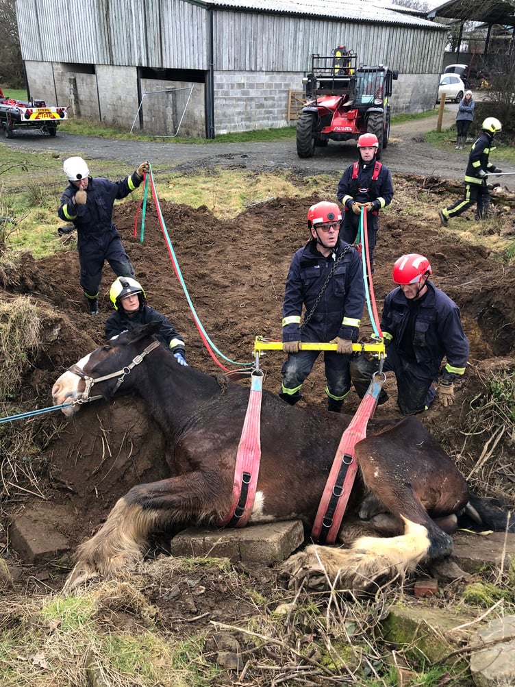 Ben the shire being rescued by fire and rescue crews