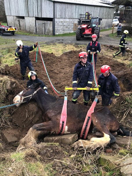 Ben the shire being rescued by fire and rescue crews