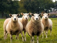 Lamb processing site acquired by Dunbia