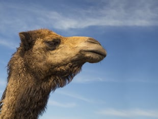 Camels, Lemurs and Ostriches among wild animals kept in Cornwall