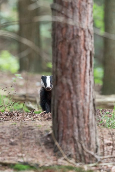 Half of Britain's badgers killed as badger cull figures for 2022 released
