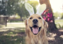 7 things to keep out of paws reach this Easter