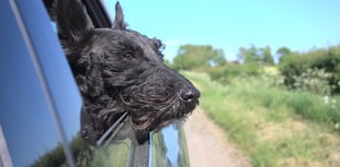 Driving with your dog's head out the window could be costly 