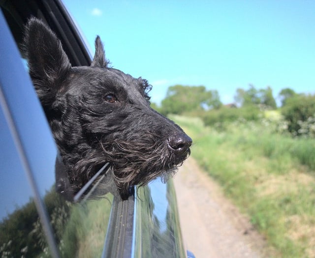 Driving with your dog's head out the window could be costly 