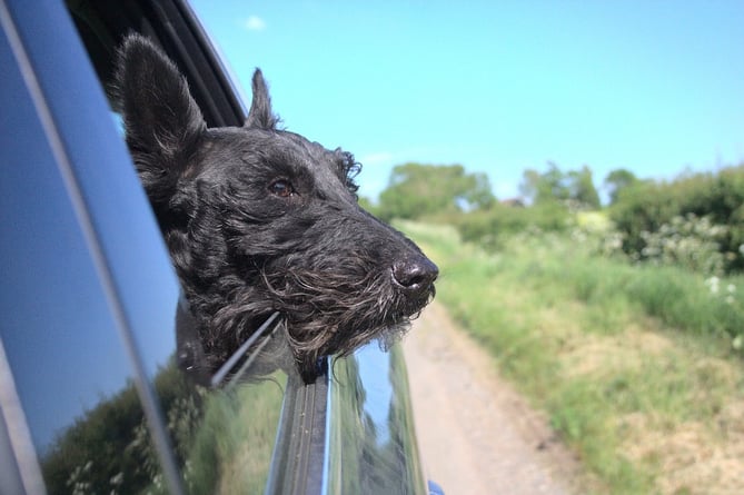 Dog with its head out of the window of a car