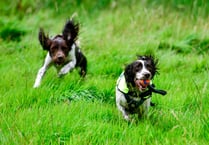 Meet Denzil and Kilo, the latest weapon in the battle to stop water leaks