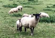 Review into Dartmoor management after Moorland grazing concerns