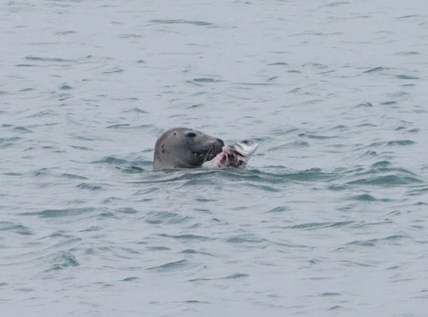 The seal eating the fish close to the shore in South East Cornwall