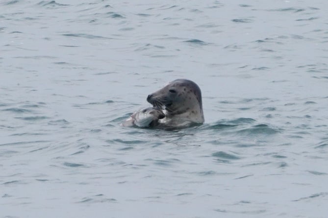 The seal eating the fish close to the shore in South East Cornwall