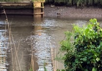 Deer spotted swimming in the Tamar at Calstock