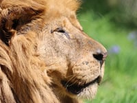 The 'true king' of Dartmoor Zoo dies