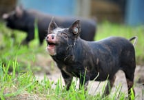 Devon County Show kicks off today